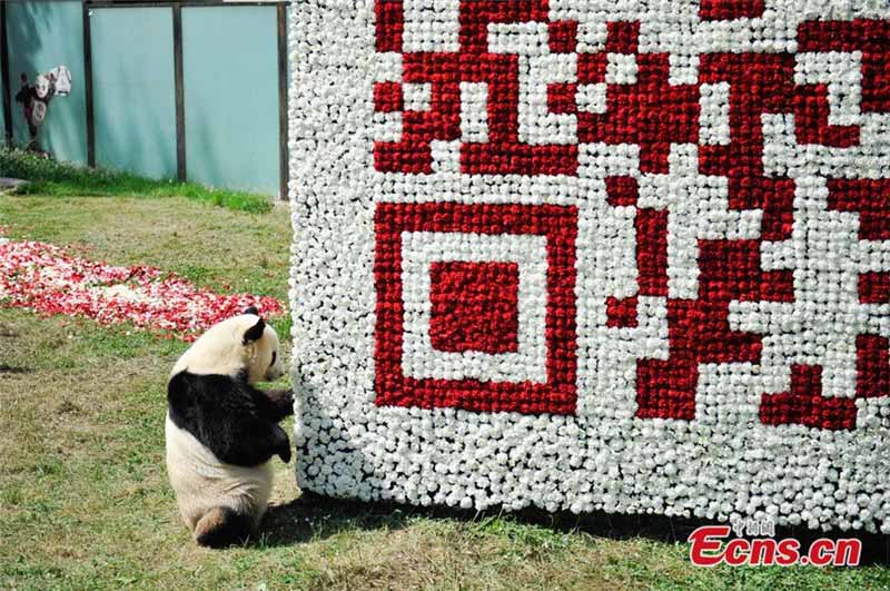 Photo prise le 19 mai 2014, montrant le panda géant Sijia à côté d'un code QR à deux dimensions composé de plus de 20 000 fleurs dans le Yunnan Safari Park, situé dans la Province du Yunnan en Chine du Sud. Le visiteur peut scanner le code pour obtenir des messages et des informations sur le parc. [Photo/China News Service].