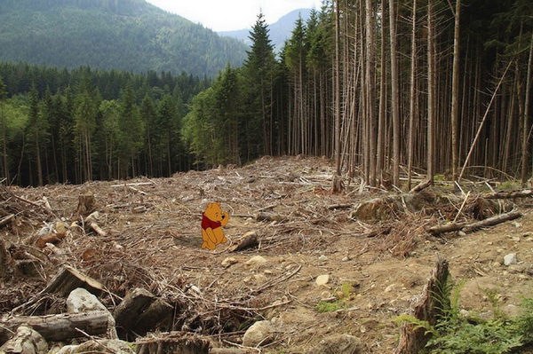 Winnie l'Ourson impuissant devant l'exploitation des forêts exploitées