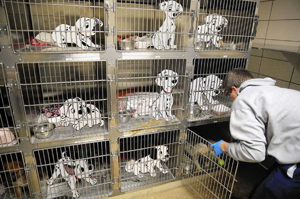 Des Dalmatien enfermés dans des cages rêvent de pouvoir être adoptés