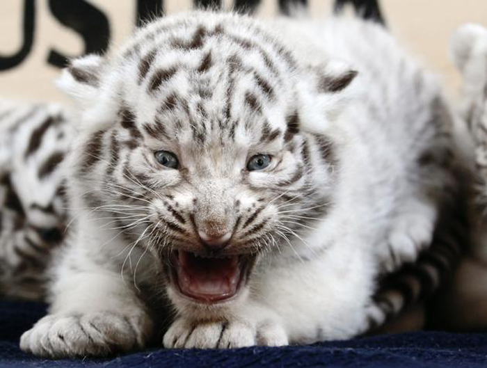 Autriche : des quintuplés tigres blancs présentés au public