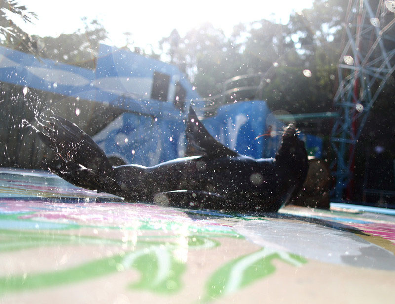 Un lion de mer s’asperge d’eau au Safari Park de Shenzhen, le 28 mai 2014 [Photo/IC] 