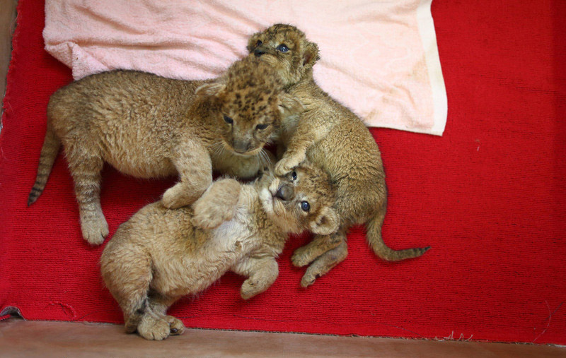 Trois lionceau dans la chaleur du Safari Park de Shenzhen, le 28 mai 2014.