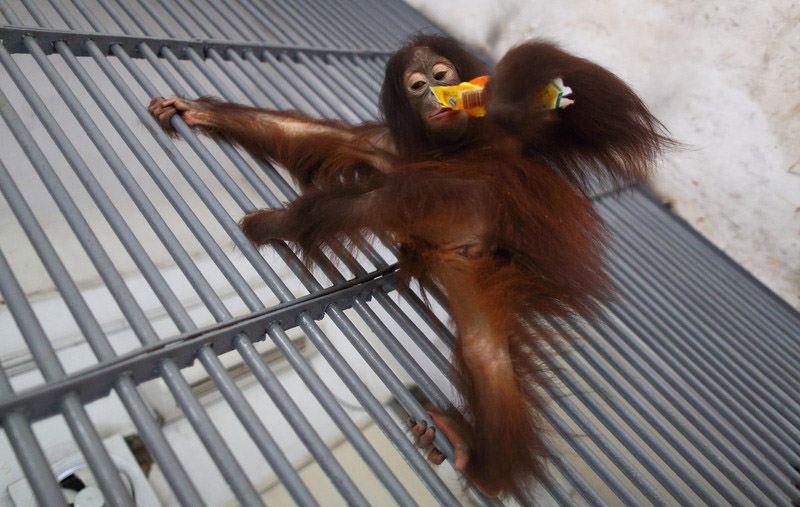 Un chimpanzé du Safari Park de Shenzhen a droit à une crème glacée pour se rafraîchir, le 28 mai 2014. 