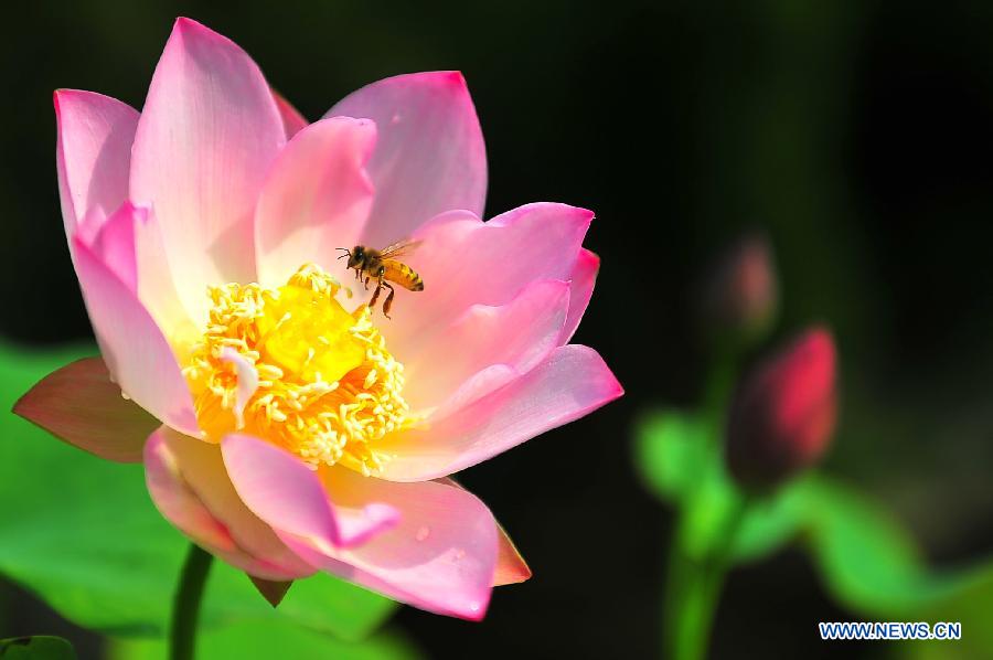 Des lotus s'épanouissent à Jinan 