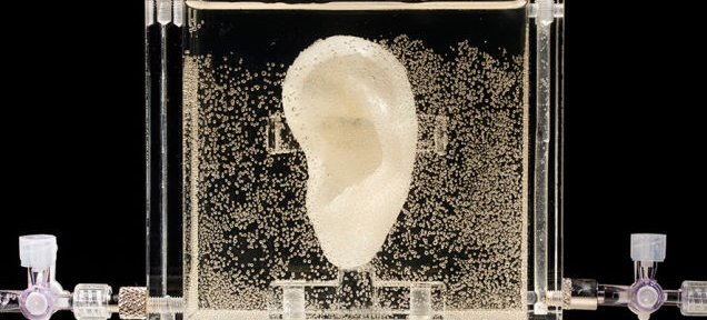 L'oreille de Van Gogh reproduite avec son ADN