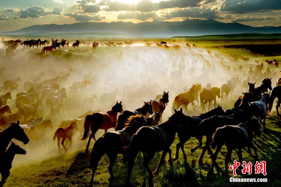 Xinjiang : pâturage de milliers des chevaux de Yili 