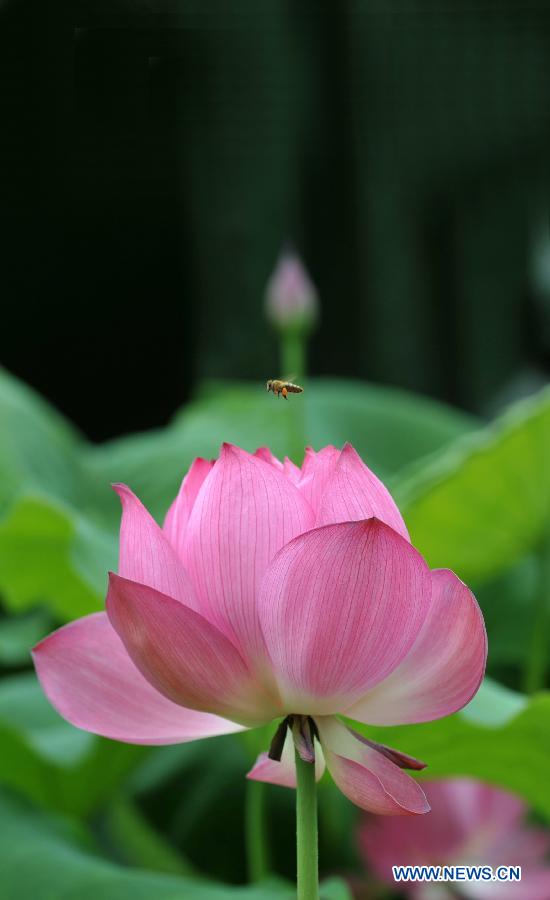 Des lotus s'épanouissent à Guilin  