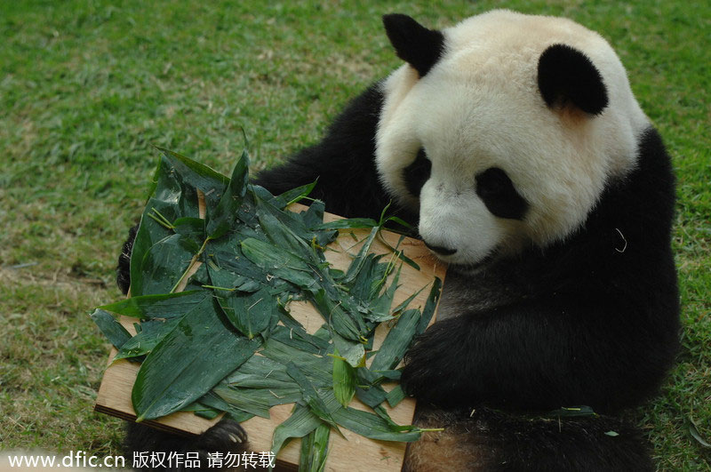 Photo prise le 26 juillet 2011 montrant le jeune panda Xinxin âgé de trois ans, fêtant son anniversaire à Macao. [Photo/IC]
