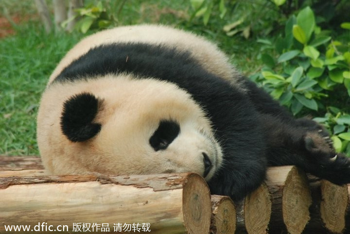 Photo d'archive du panda Xinxin [Photo/IC]