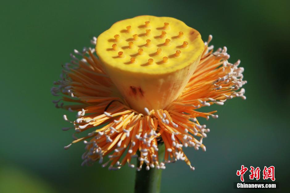 Chine: Des fleurs de lotus s'épanouissent dans le Guangxi