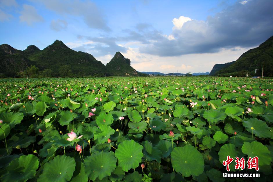 Chine: Des fleurs de lotus s'épanouissent dans le Guangxi