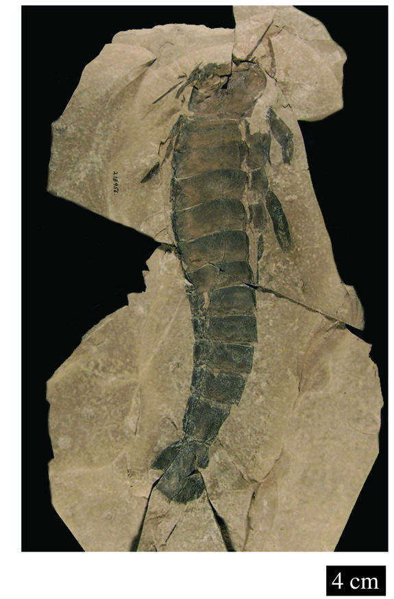 Les scorpions de mer géants de la préhistoire avaient mauvaise vue
