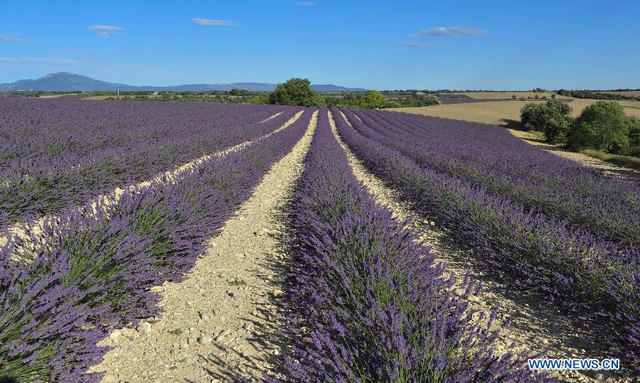 EN IMAGES: Champs de lavande en Provence