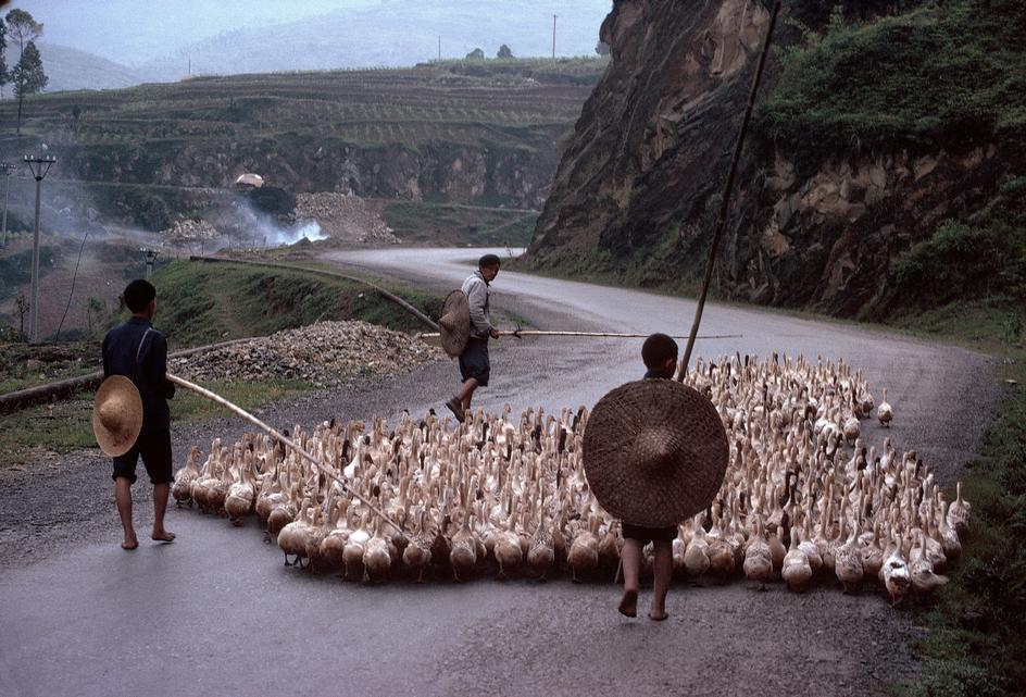 Un fermier chasse un troupeau de canards sur une route de banlieue à Chengdu (1980).