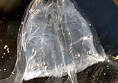 Une méduse géante et mortelle découverte en Australie