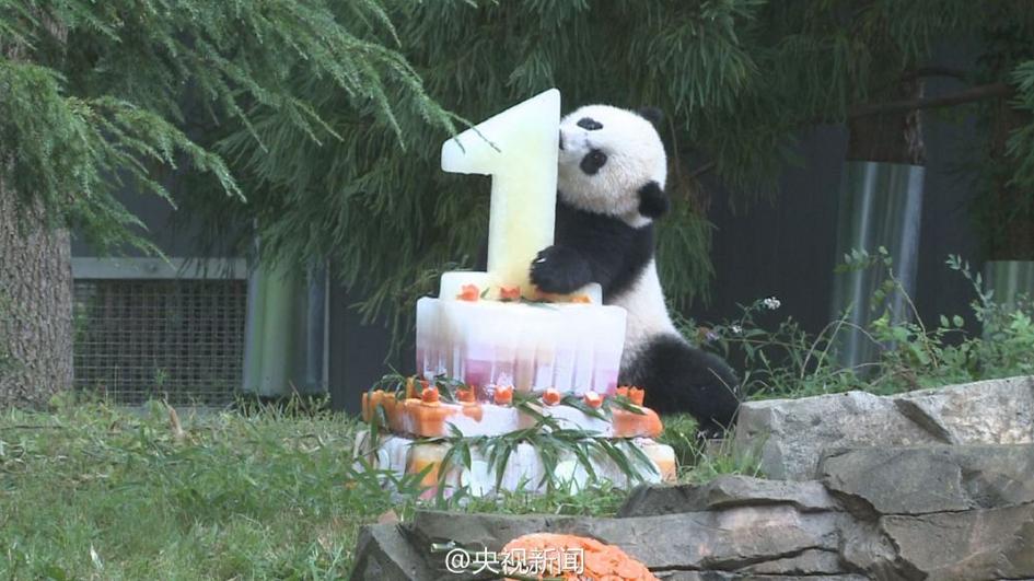 Washington fête le premier anniversaire du petit Bao Bao