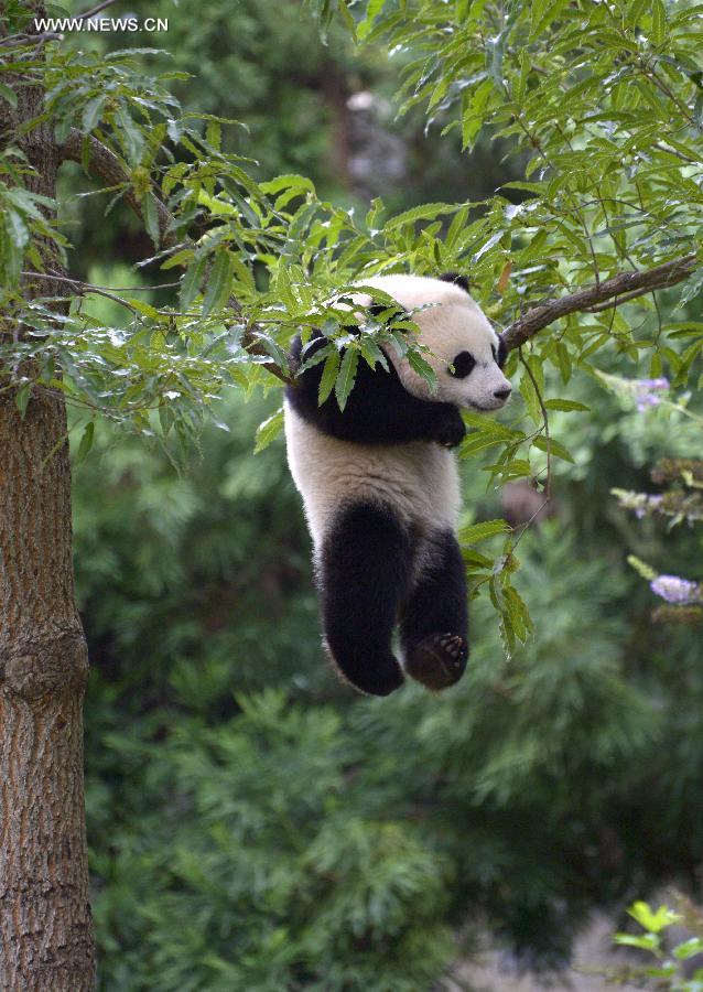 Washington fête le premier anniversaire du petit Bao Bao