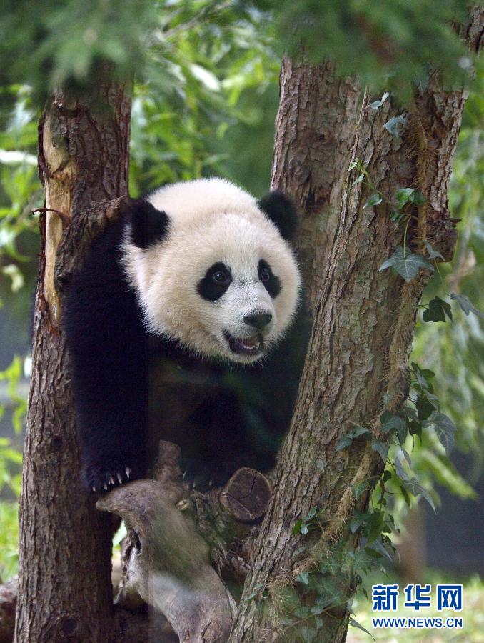 Washington fête le premier anniversaire du petit Bao Bao