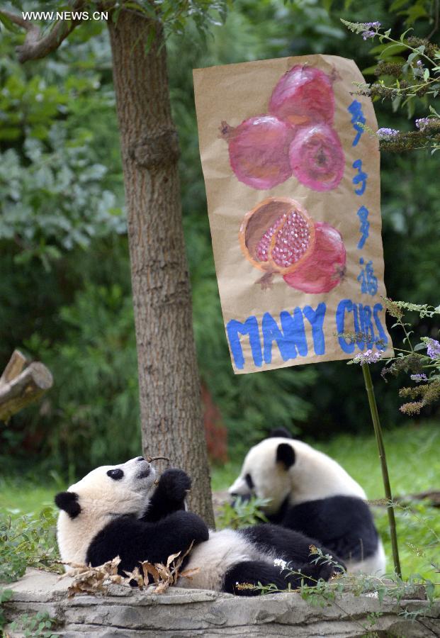 Washington fête le premier anniversaire du petit Bao Bao