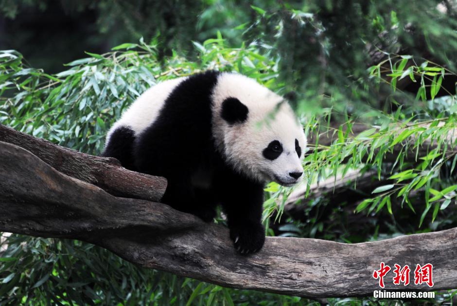 Washington fête le premier anniversaire du petit Bao Bao