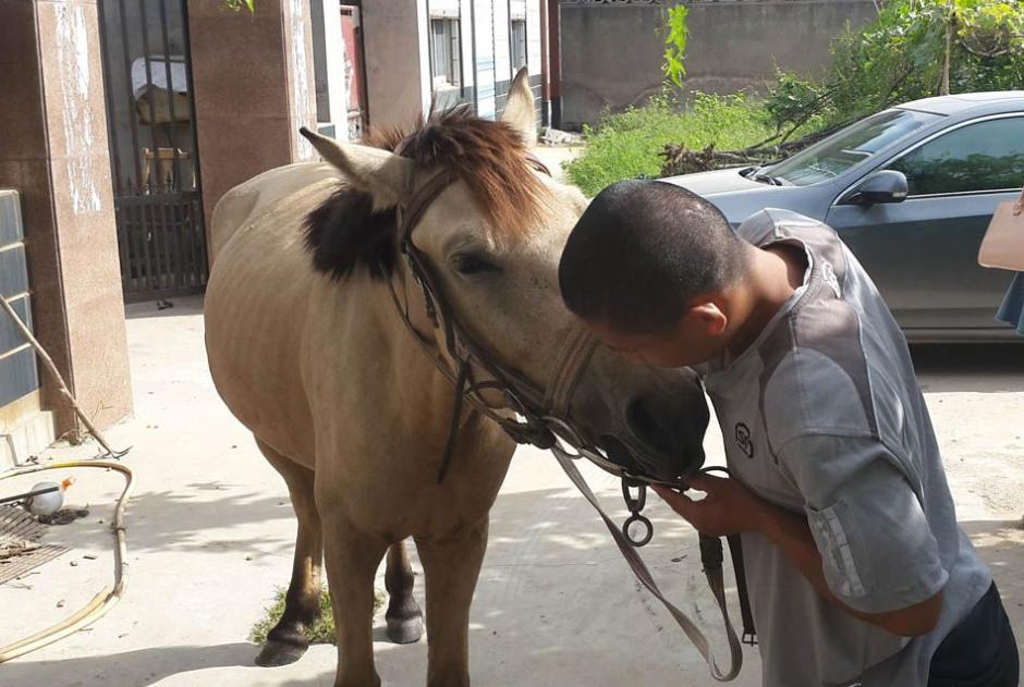Une vie à Cheval dans le Shandong
