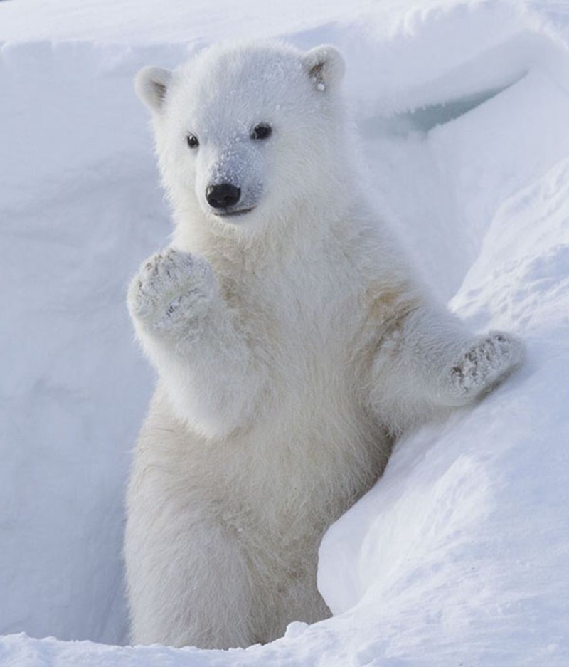 L'ourson polaire vous salue bien !