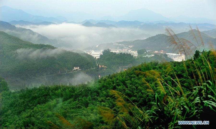 Chine: la mer de bambou dans la province de l'Anhui