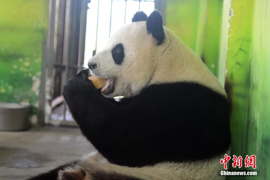Deux pandas géants savourent leurs gâteaux de lune