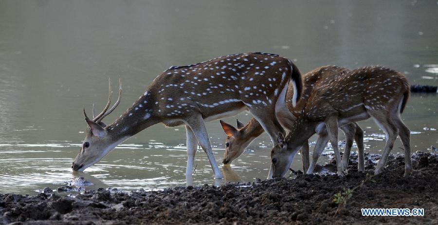 Le Parc national de Yala au Sri Lanka fermé à cause de la sécheresse 