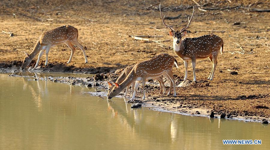 Le Parc national de Yala au Sri Lanka fermé à cause de la sécheresse 