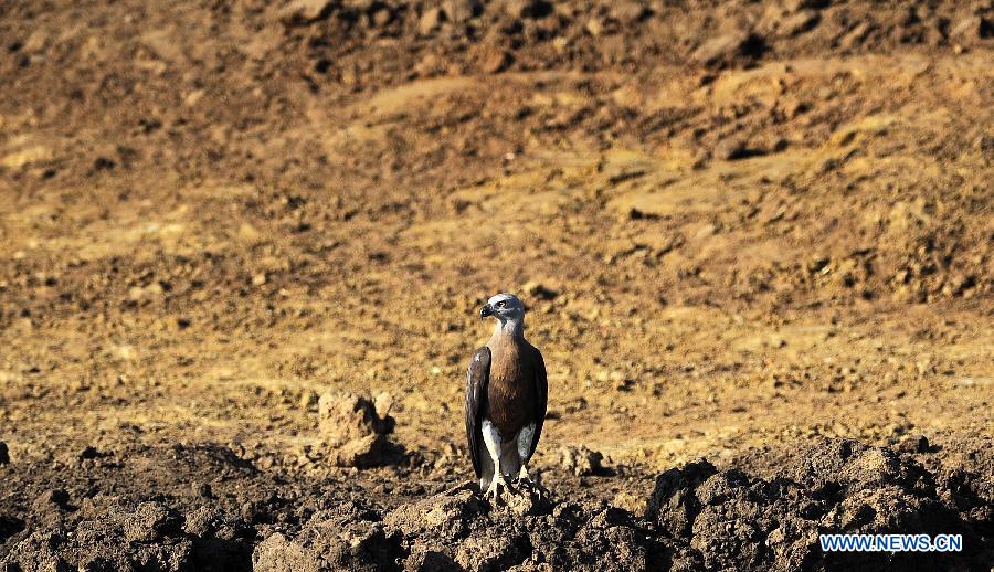 Le Parc national de Yala au Sri Lanka fermé à cause de la sécheresse 