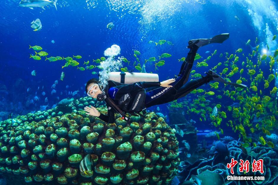 Des candidates du concours « Miss China » jouent avec des baleines sous la mer