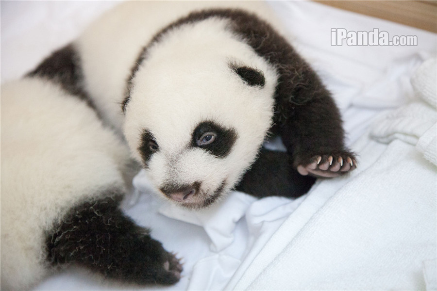 Guangzhou : Les triplés pandas en plein éveil