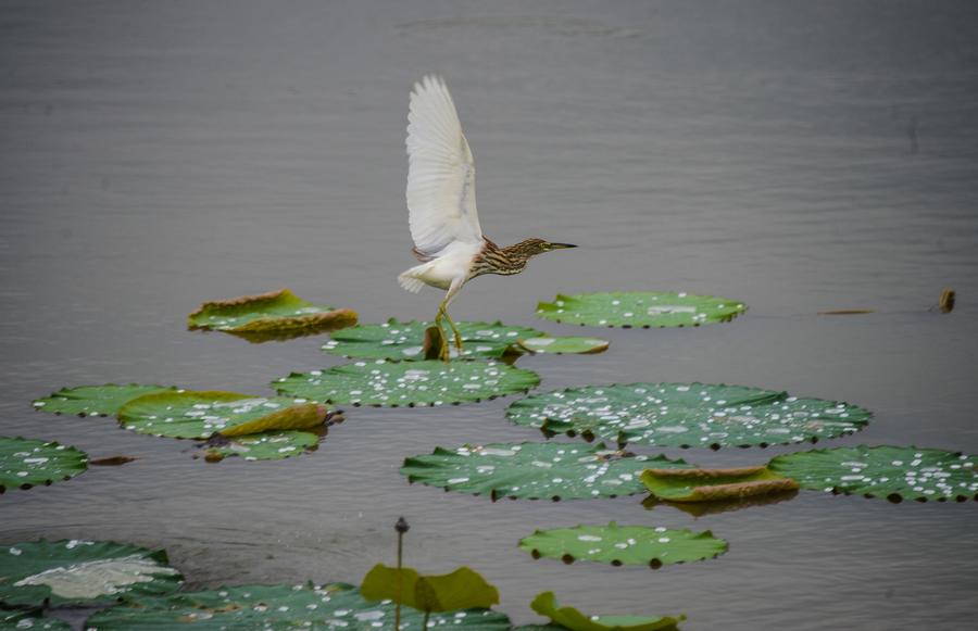 Photo prise le jeudi 18 septembre, montrant le projet de la seconde phase du Parc écologique des zones humides de Tuying à Changxing, la province du Zhengjiang, dans l’est de la Chine.