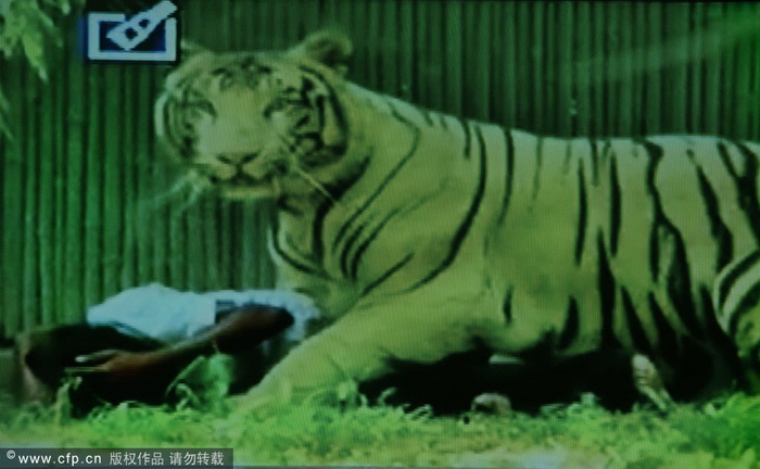 Un tigre blanc tue un visiteur au zoo de New Delhi