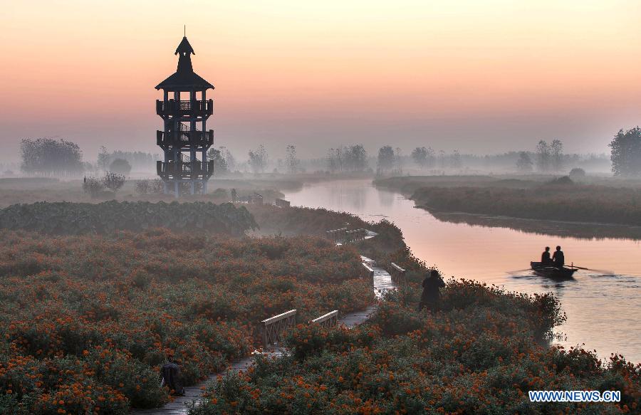 Photo prise le 28 septembre 2014 montrant les champs de tagète dans le site touristique Qianduo à Xinghua, dans la province du Jiangsu (est de la Chine)