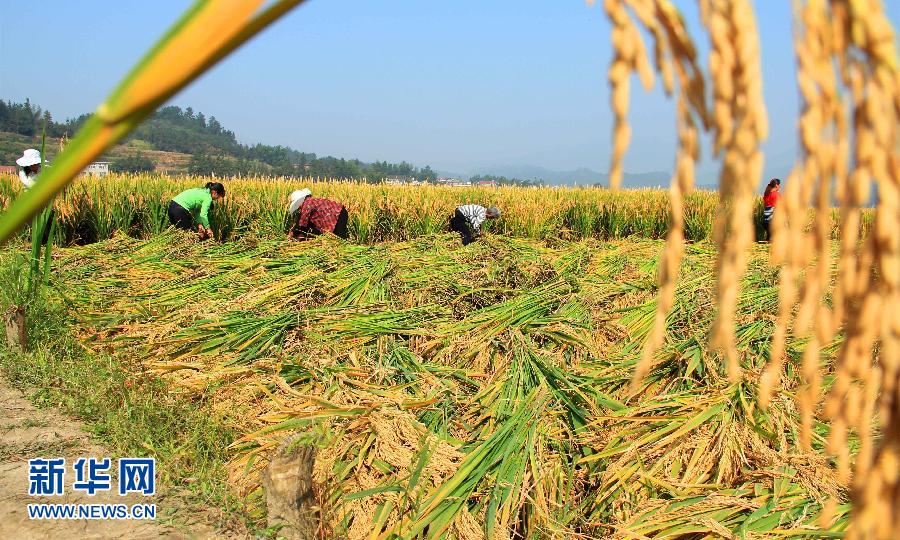 Chine : rendement record pour le riz hybride