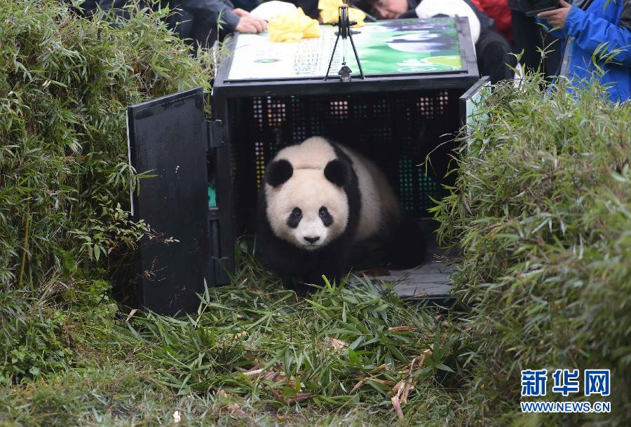 Un quatrième panda géant relâché dans la nature