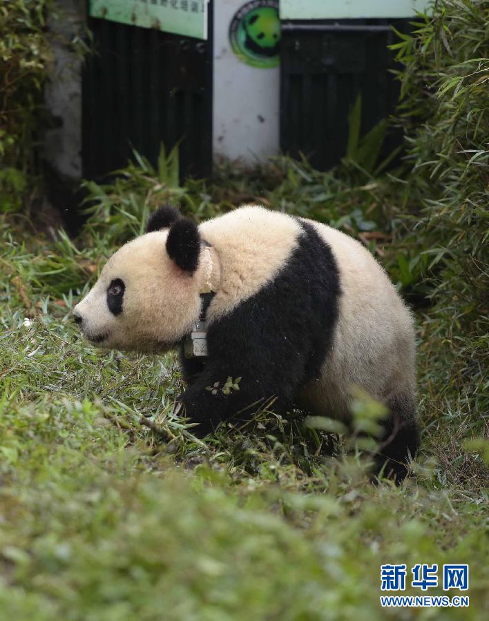 Un quatrième panda géant relâché dans la nature