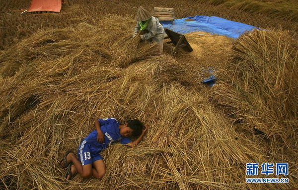Le 16 août 2011, un jeune garçon dort à côté de sa mère, alors qu’elle s’occupe du riz, dans la province indonésienne de Sulawesi Selatan.