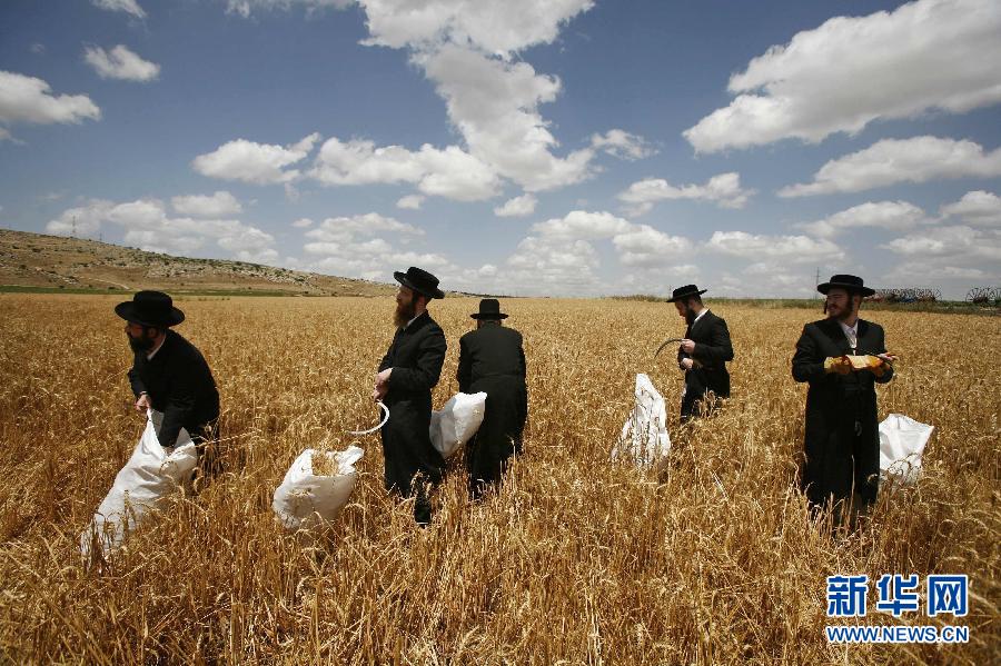 Le 12 mai 2011, une récolte de blé dans les champs des rives de l’ouest d’une rivière de Jordanie, dans une zone d’habitat juif.