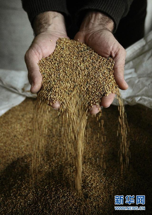 Le 6 novembre 2009, un agriculteur montre les blés récoltés par sa famille, dans un village du nord-ouest de l’Italie.
