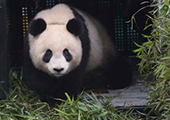 Un quatrième panda géant relâché dans la nature 