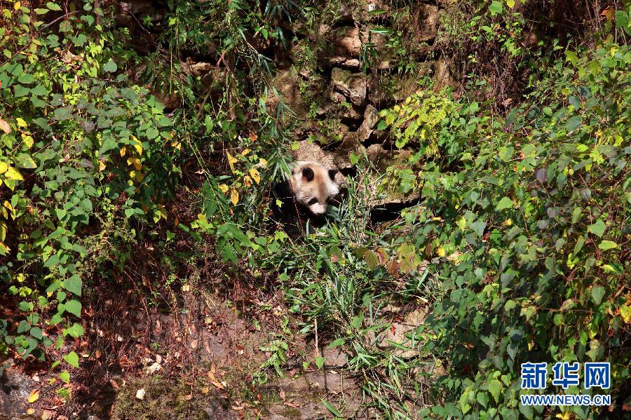 Un panda sauvage aperçu dans le Sud-ouest de la Province du Shaanxi