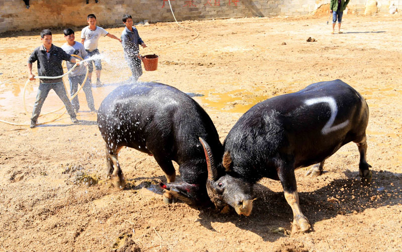 Un homme jette de l’eau sur des taureaux qui se battent, pour les aider à se rafraichir sous le chaud soleil. Ce combat de taureaux a eu lieu lundi dans un village de la municipalité de Liuzhou, dans la Région autonome Zhuang du Guangxi, dans le Sud-ouest de la Chine, pour célébrer une récolte exceptionnelle.