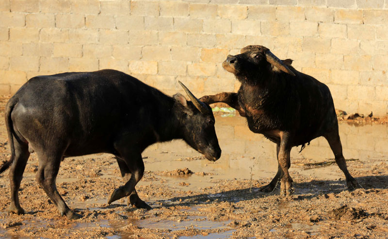 Un combat de taureaux, qui a eu lieu dans un village de la municipalité de Liuzhou, dans la Région autonome Zhuang du Guangxi, dans le Sud-ouest de la Chine, pour célébrer une récolte exceptionnelle.