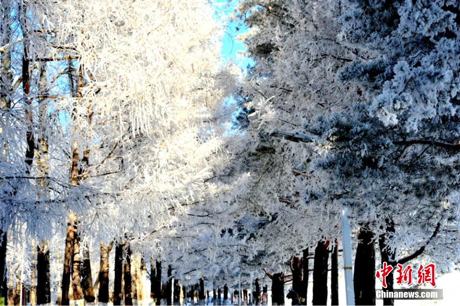 Heilongjiang : superbes images du givre à Daxing'anling 