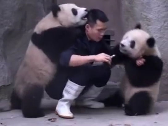 Sichuan : deux pandas taquinent un éleveur