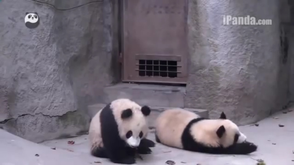 Sichuan : deux pandas taquinent un éleveur