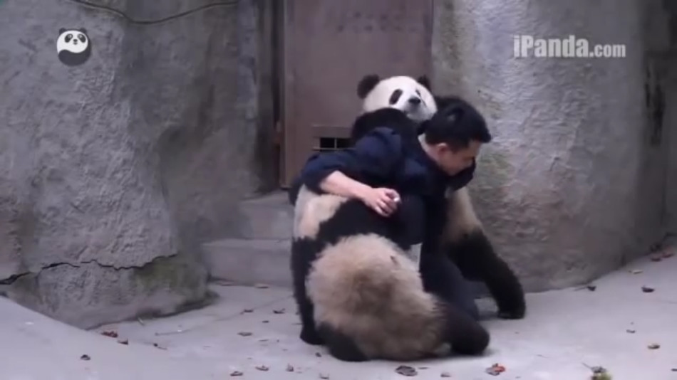 Sichuan : deux pandas taquinent un éleveur